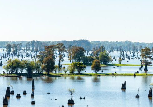 Panoramic View of the Bayous in Louisiana in the Morning, USA