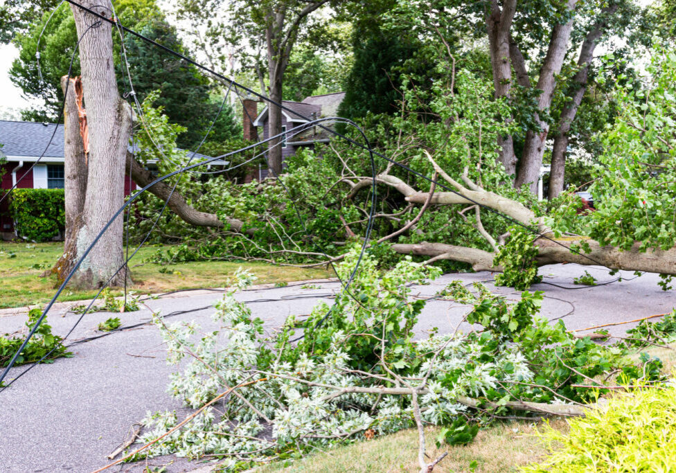 Trees snapped in half knocking down electric and cable wires from Tropical Storm Isaias in Babylon Village Long Island New York.