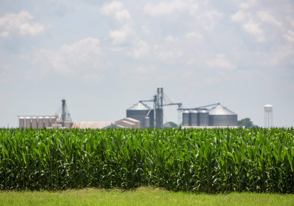 Silos in Louisiana behind a Corn Field